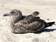 (Western Gull) juvenile sitting (Western Gull) juvenile sitting