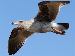 (Western Gull) juvenile soaring (Western Gull) juvenile soaring