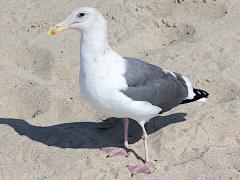 (Western Gull) standing (Western Gull) standing