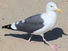 (Western Gull) walking (Western Gull) walking