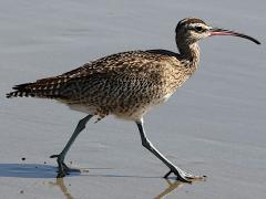 (Hudsonian Whimbrel) strutting (Hudsonian Whimbrel) strutting
