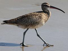 (Hudsonian Whimbrel) walking (Hudsonian Whimbrel) walking