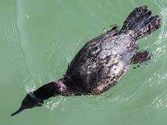 (Pelagic Cormorant) diving (Pelagic Cormorant) diving