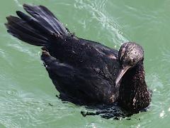 (Pelagic Cormorant) floating (Pelagic Cormorant) floating