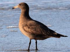 (Heermann's Gull) juvenile (Heermann's Gull) juvenile