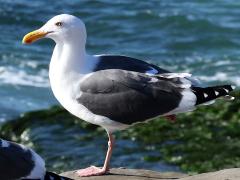 (Western Gull) standing (Western Gull) standing