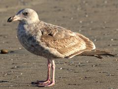 (Western Gull) juvenile (Western Gull) juvenile