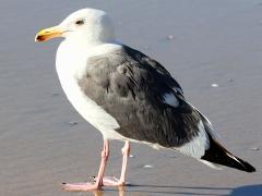 (Western Gull) standing (Western Gull) standing