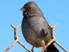 (California Towhee) perched (California Towhee) perched