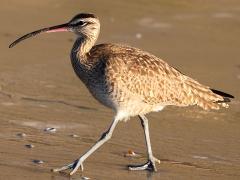 (Hudsonian Whimbrel) strutting (Hudsonian Whimbrel) strutting