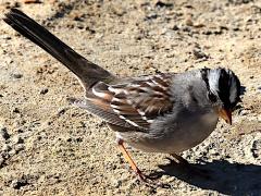 (White-crowned Sparrow) crown (White-crowned Sparrow) crown