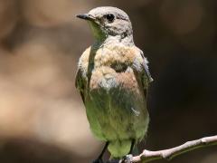 (Western Bluebird) female perching (Western Bluebird) female perching