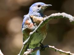 (Western Bluebird) male perching (Western Bluebird) male perching