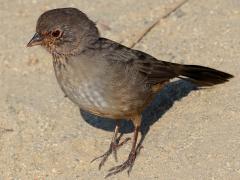 (California Towhee) standing (California Towhee) standing