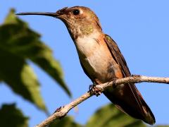 (Rufous Hummingbird) female perching (Rufous Hummingbird) female perching