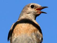 (Western Bluebird) female calling (Western Bluebird) female calling