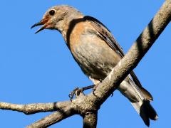 (Western Bluebird) female singing (Western Bluebird) female singing