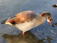 (Egyptian Goose) drinking (Egyptian Goose) drinking