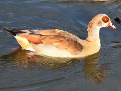 (Egyptian Goose) floating (Egyptian Goose) floating