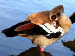 (Egyptian Goose) preening (Egyptian Goose) preening