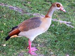 (Egyptian Goose) standing (Egyptian Goose) standing