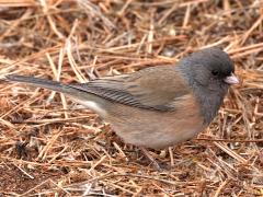 (Dark-eyed Junco) caniceps (Dark-eyed Junco) caniceps