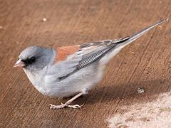 (Dark-eyed Junco) dorsalis (Dark-eyed Junco) dorsalis