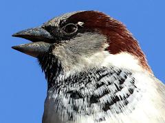(House Sparrow) male singing (House Sparrow) male singing