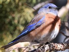 (Western Bluebird) male perching (Western Bluebird) male perching