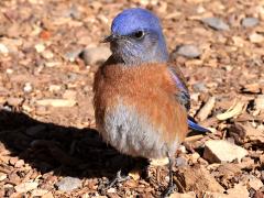 (Western Bluebird) male standing (Western Bluebird) male standing