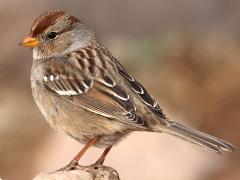 (White-crowned Sparrow) juvenile back (White-crowned Sparrow) juvenile back