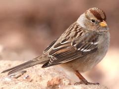 (White-crowned Sparrow) juvenile profile (White-crowned Sparrow) juvenile profile
