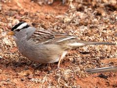 (White-crowned Sparrow) standing (White-crowned Sparrow) standing