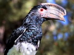 (Trumpeter Hornbill) male (Trumpeter Hornbill) male