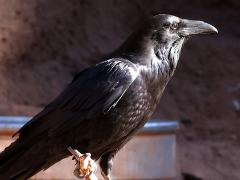 (Common Raven) perching (Common Raven) perching