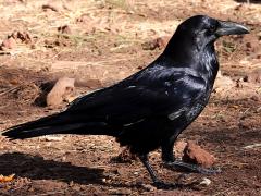 (Common Raven) standing (Common Raven) standing