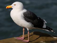 (Western Gull) profile (Western Gull) profile