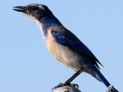 (California Scrub-Jay) cawing (California Scrub-Jay) cawing