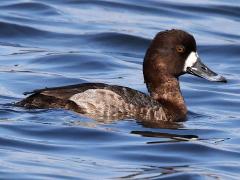 (Lesser Scaup) female profile (Lesser Scaup) female profile