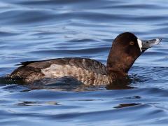 (Lesser Scaup) female swimming (Lesser Scaup) female swimming