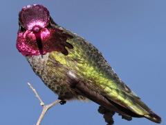 (Anna's Hummingbird) male gorget (Anna's Hummingbird) male gorget