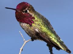 (Anna's Hummingbird) male profile (Anna's Hummingbird) male profile