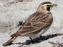 (Horned Lark) calls (Horned Lark) calls