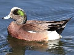 (American Wigeon) male (American Wigeon) male