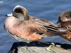 (American Wigeon) pair (American Wigeon) pair