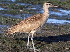 (Hudsonian Whimbrel) standing (Hudsonian Whimbrel) standing