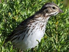 (Savannah Sparrow) profile (Savannah Sparrow) profile