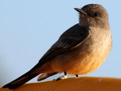(Say's Phoebe) lateral (Say's Phoebe) lateral