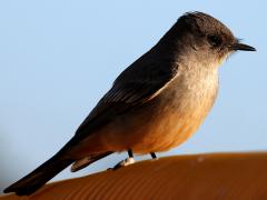 (Say's Phoebe) profile (Say's Phoebe) profile