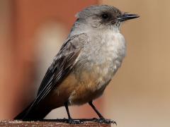 (Say's Phoebe) standing (Say's Phoebe) standing